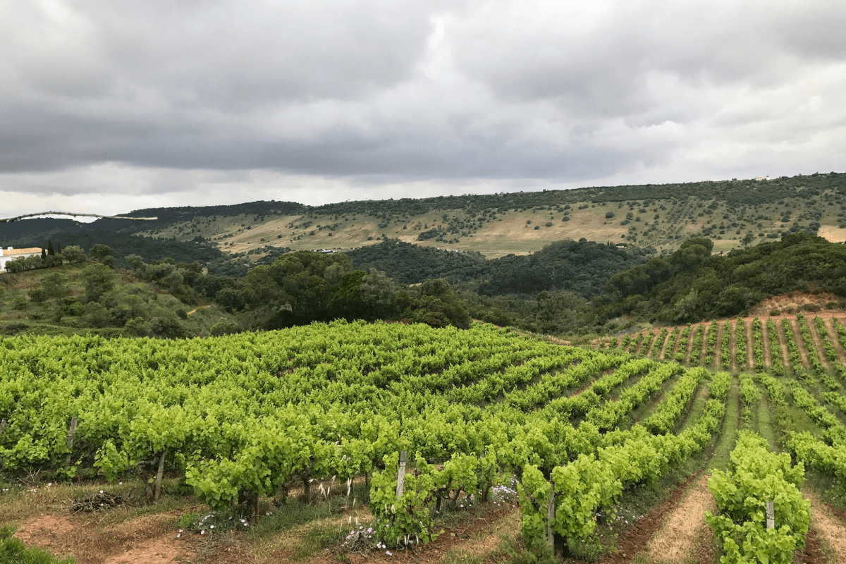 Palmela Countryside vineyards