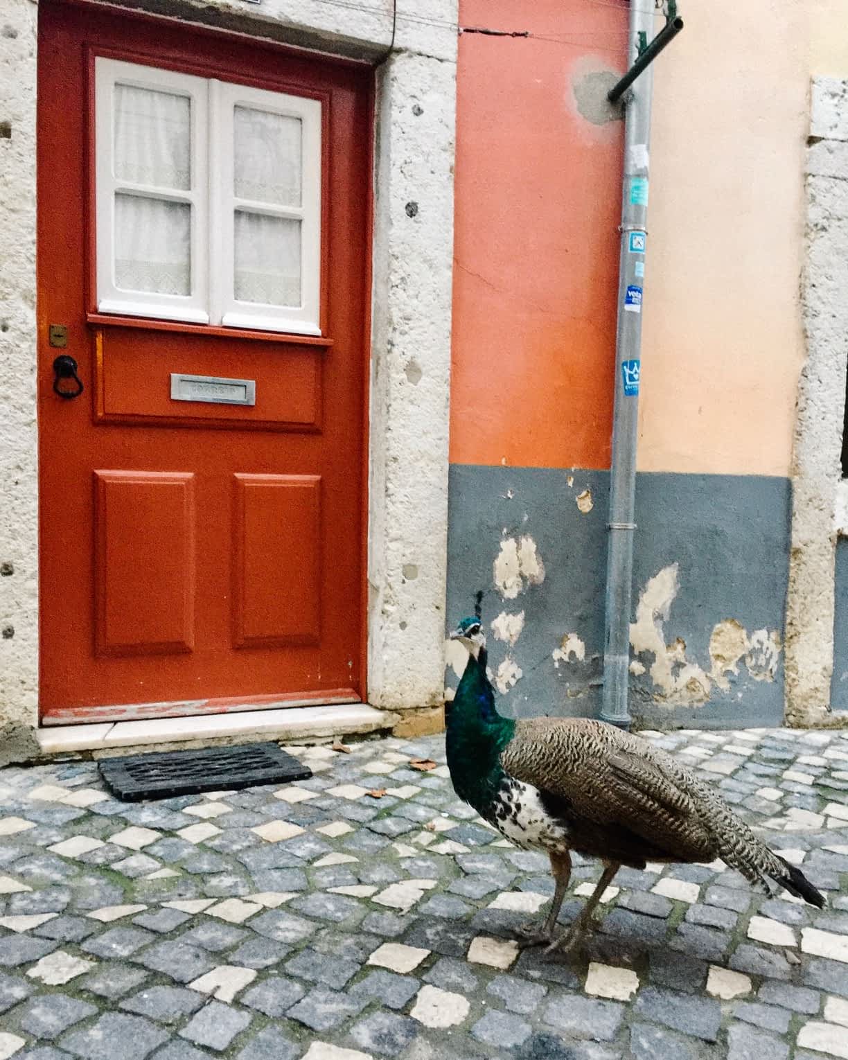 Peacock wandering the streets around Castelo de São Jorge in Lisbon