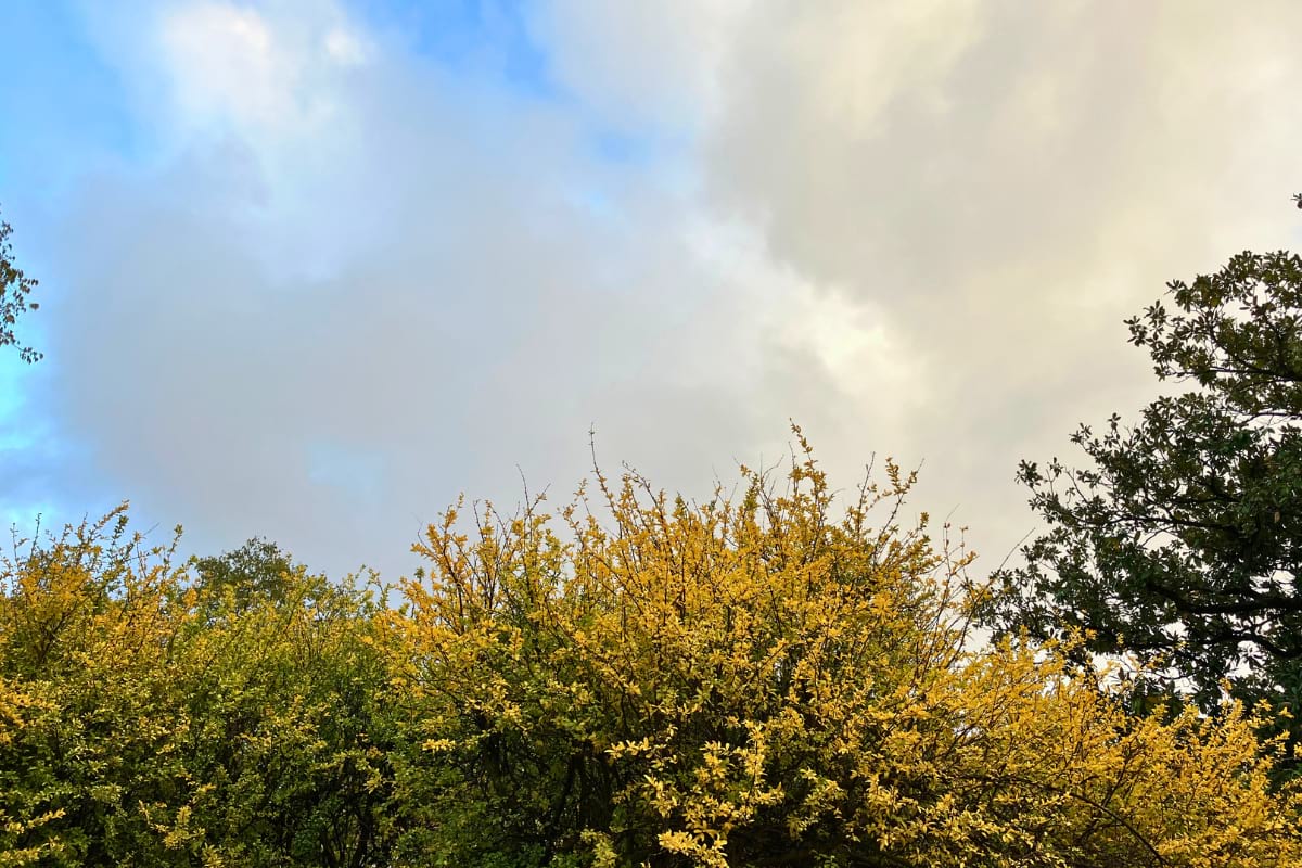 Fall colours - Lisbon Estefania